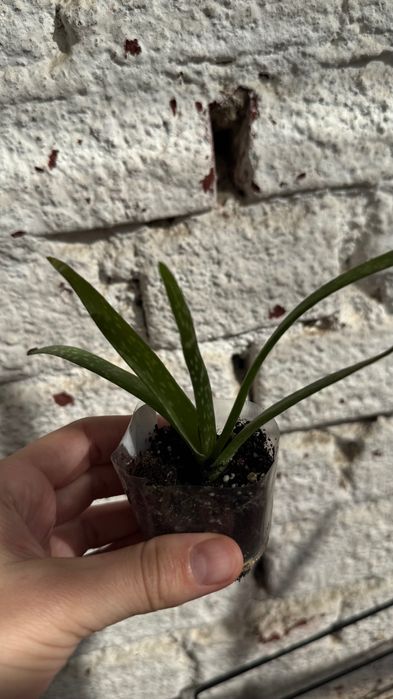 Алое, комнатные растения