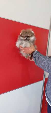 Pomeranian pui mascul cu Pedigree