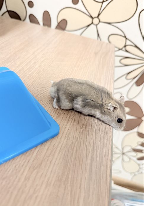 Hamsteri Pui si Adulti