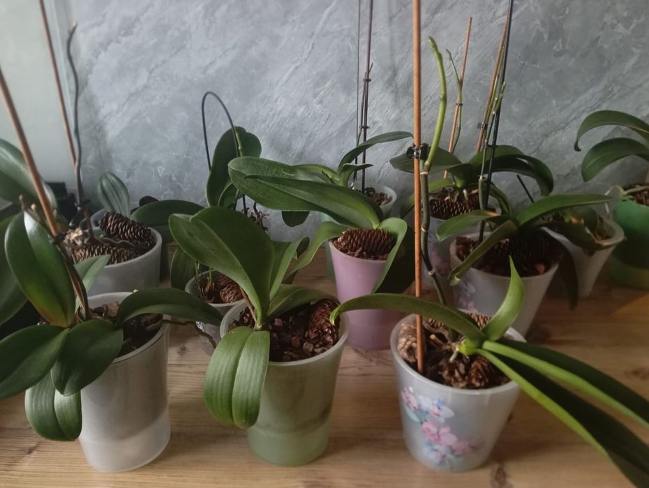 Продам ломашние цветы и орхидеи