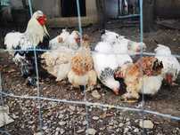 Vând o familie de găini încălțate moțate