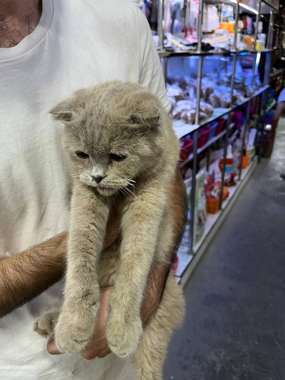 Кошки, Скотиш фолд
