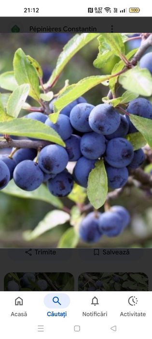 Porumbele-Prunus  spinosa