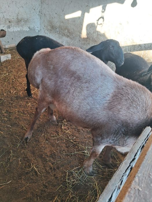 Кучкор сотилади .