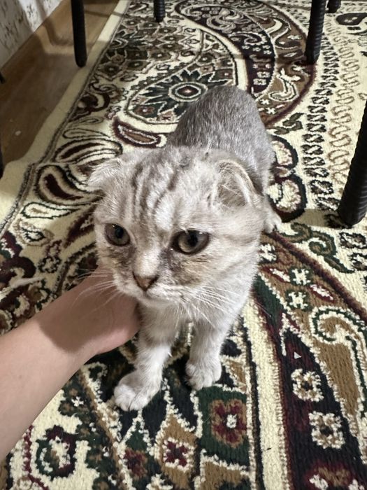 Продаётся кошка Пародистый