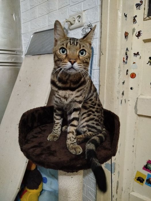 Продам Бенгальского кота