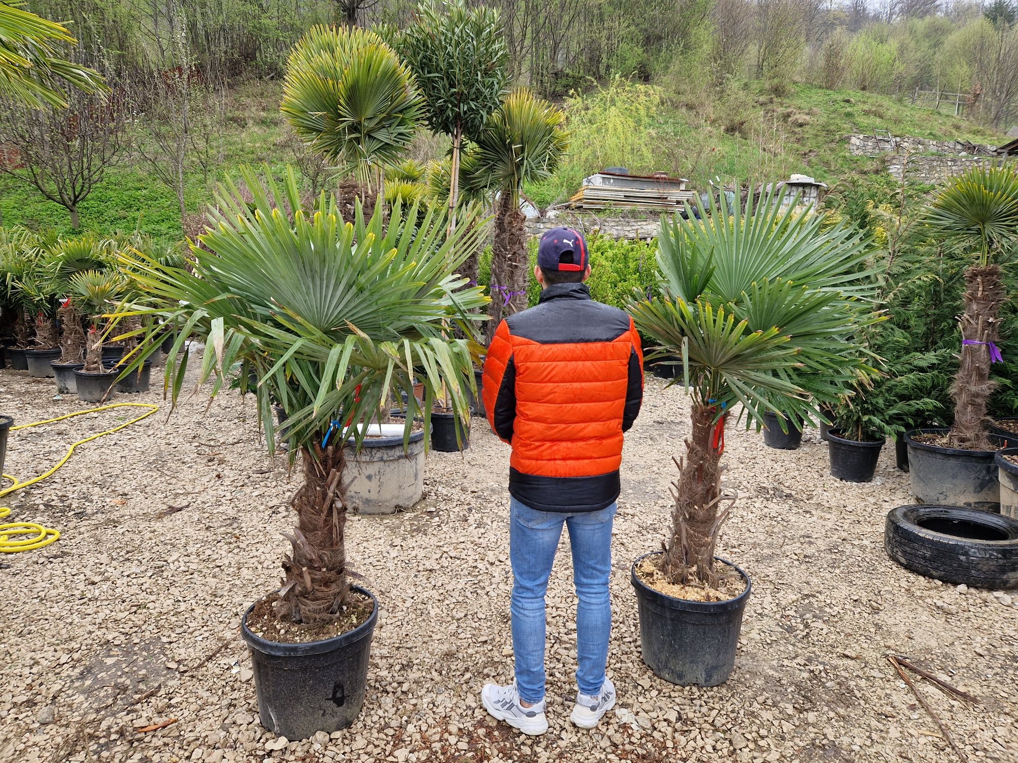 Vand palmieri trachycarpus fortunei, chamaerops excelsa,  humilis, etc