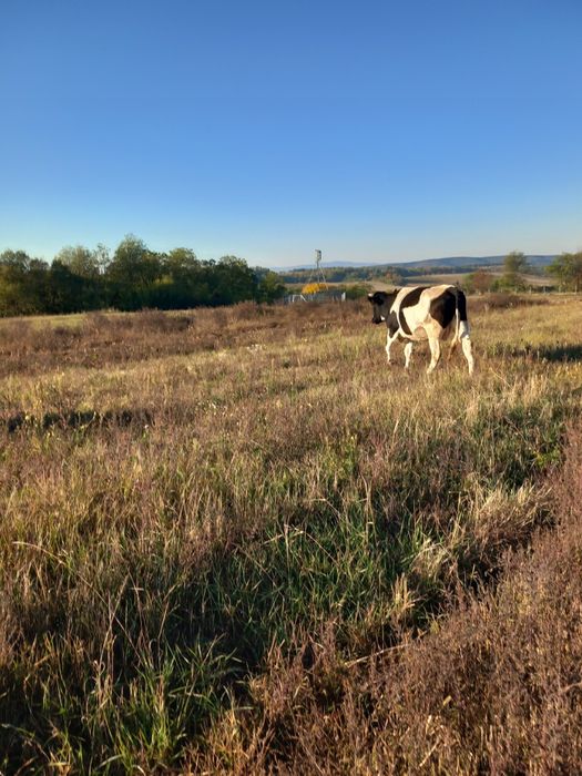 Vaca de vanzare gestanta în 8 luni