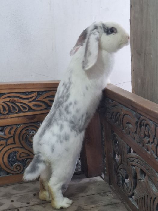 Куён зоти весавой баран самец 5.5 ойлик