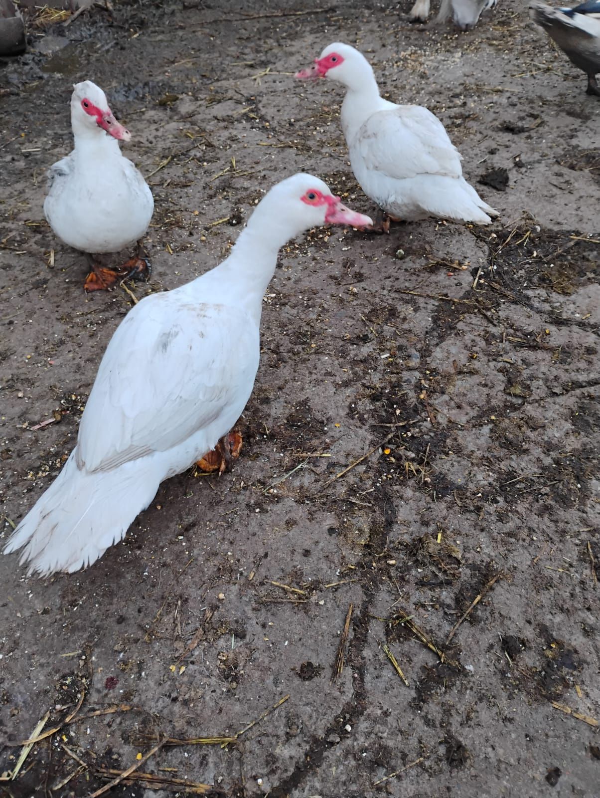 Rate mute și rățoi