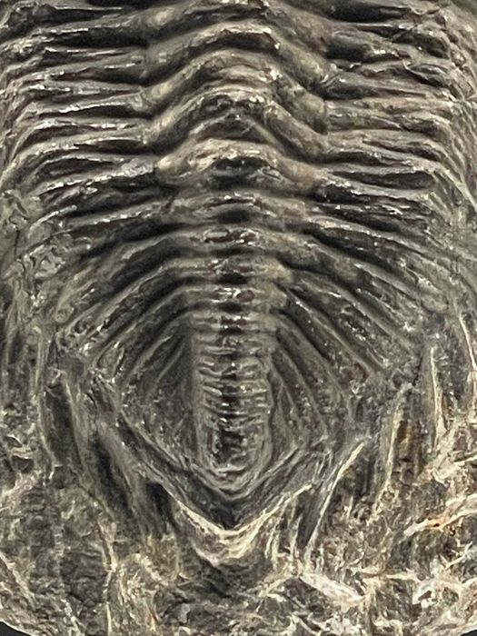 Фосил: трилобит Coltraneia, автентичен