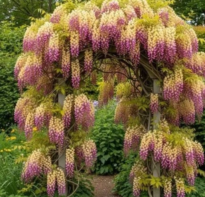 Wisteria (Glicina ) Bicolor