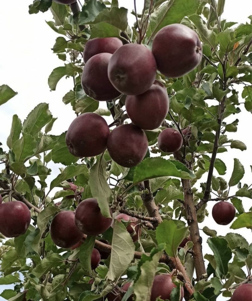 Плодовые дерьевья крупномеры,яблони груши абрикос