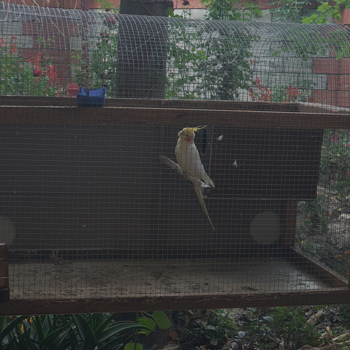 CORELLA qush sotiladi arzon