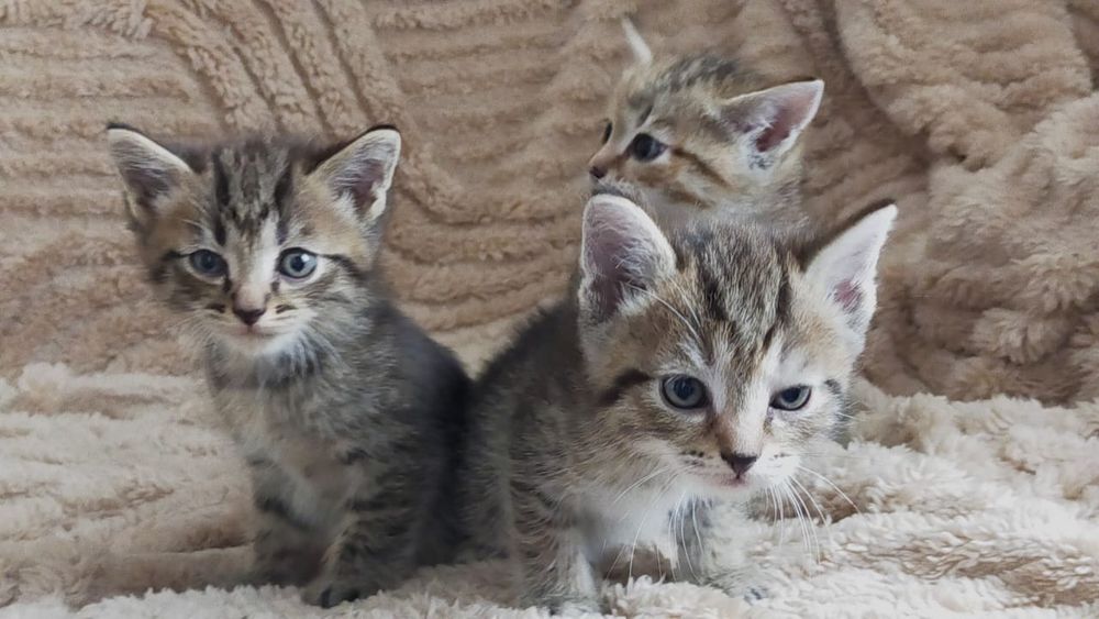 Ласковые  котята