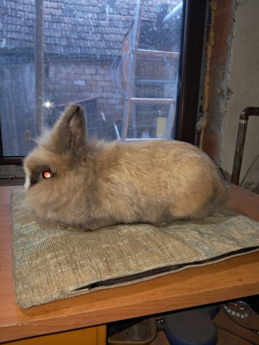 Vand iepure cap de leu