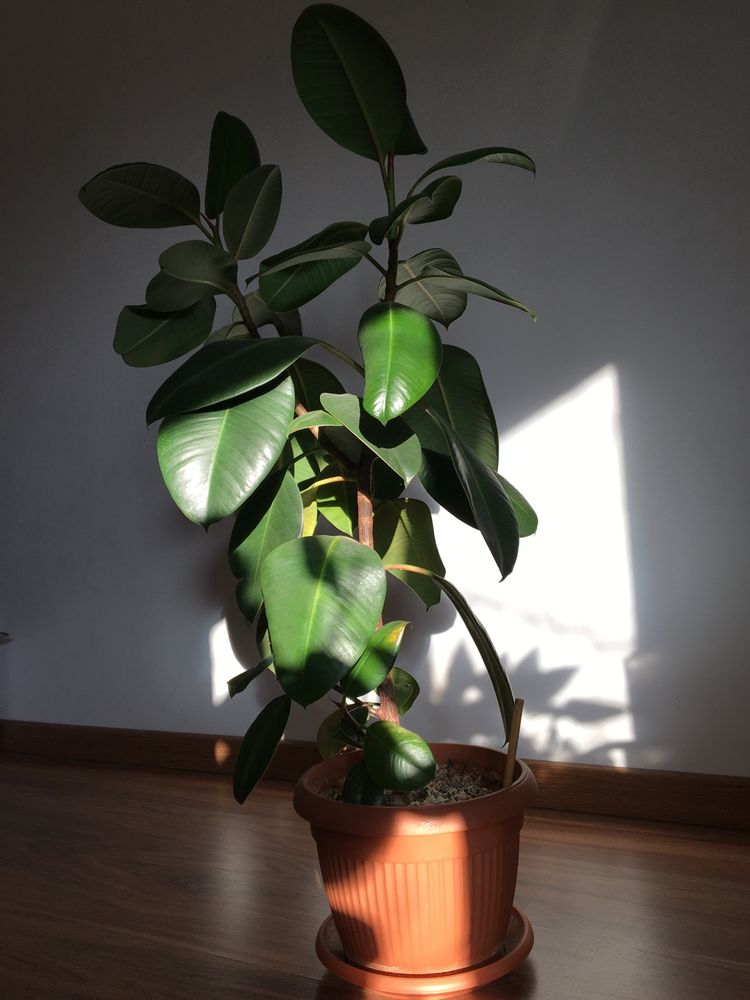 Ficus  60lei -200lei