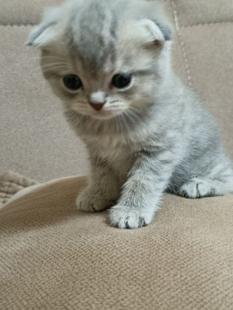 Котята скотиш фолд