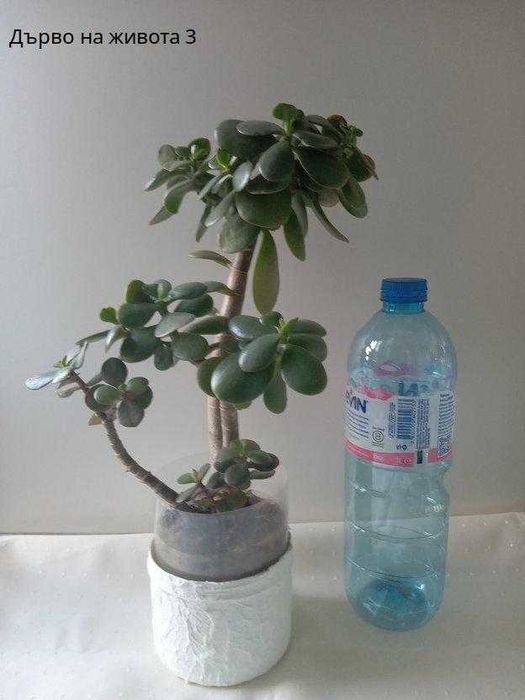 Дърво на живота 20 лв.