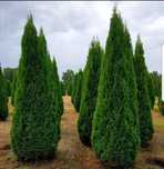 Plante ornamentale