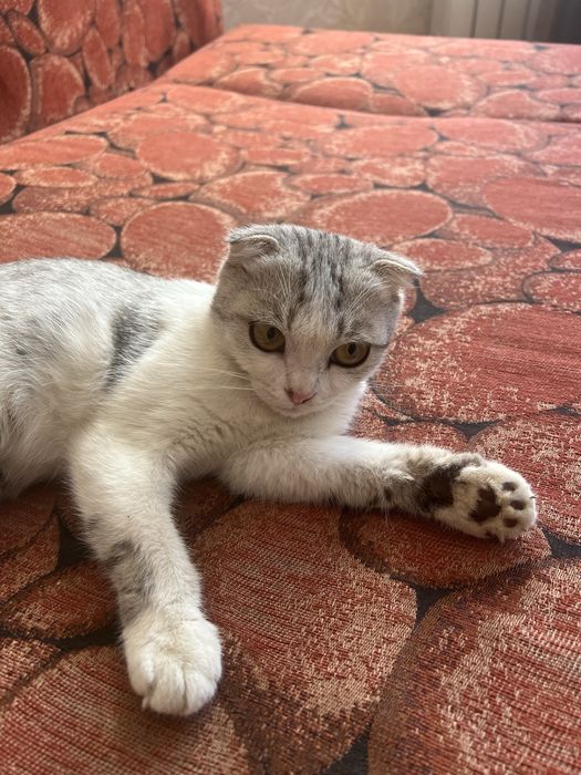 шотландская вислоухая кошка