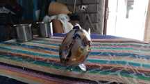 Peste din sticla de murano