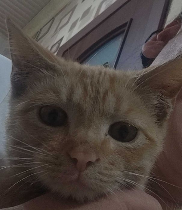 Котёнок 3 месяца