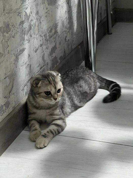 Скотиш Фолд кошка