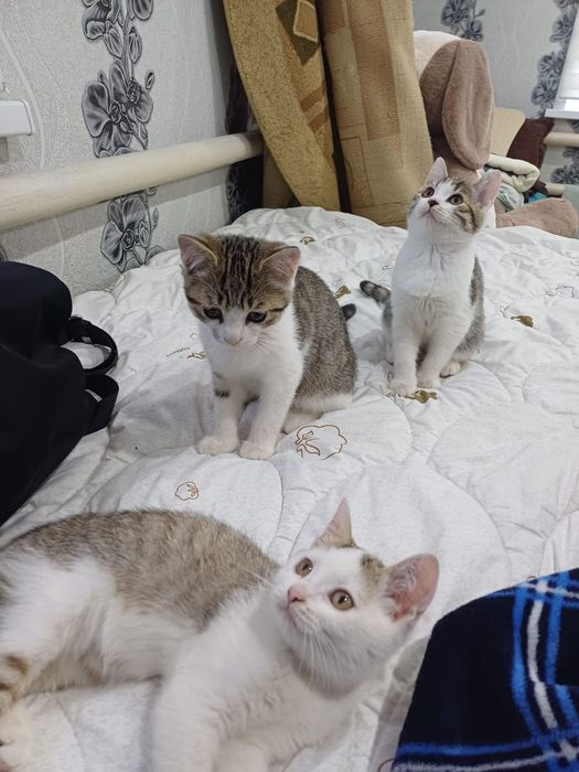 Отдам котяток в добрые руки