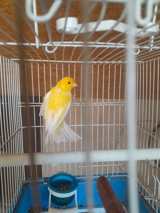 Канарейка самец есть