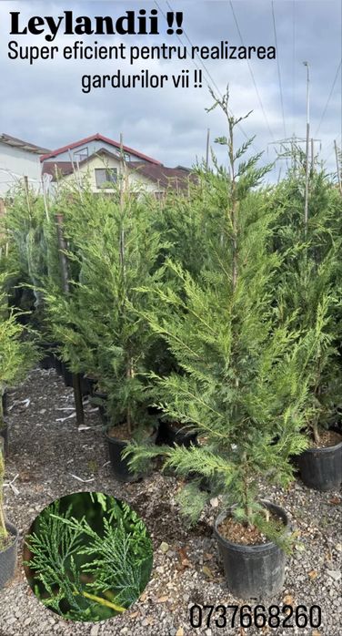 Super Ofertă Leylandii 2–3 m – Gard viu instant!