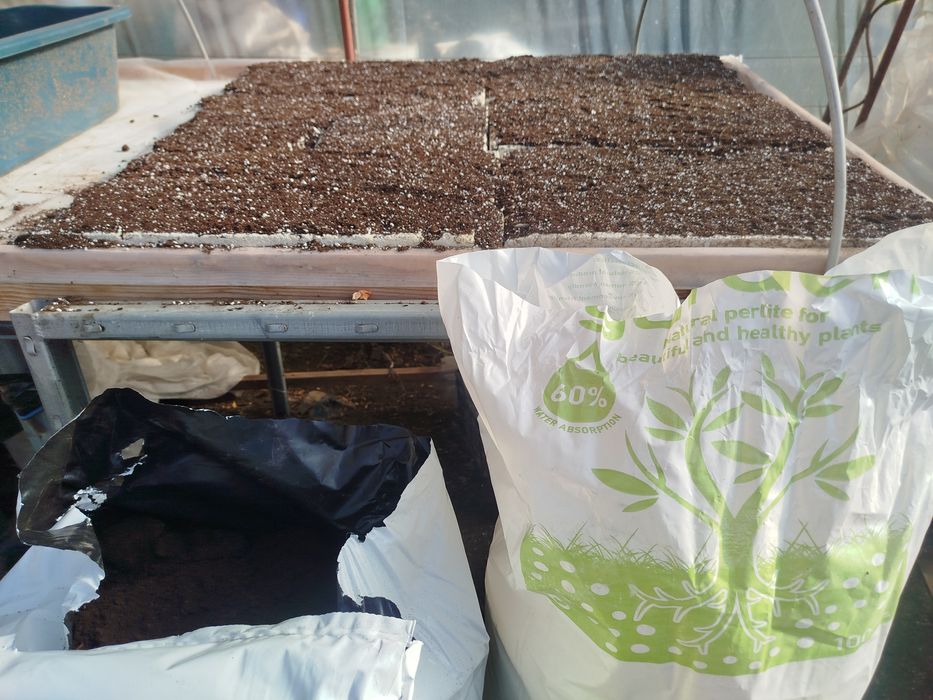 Продавам разсад на Марули и Айсберг