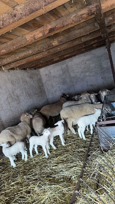 Vand carlani miei rasa merinos