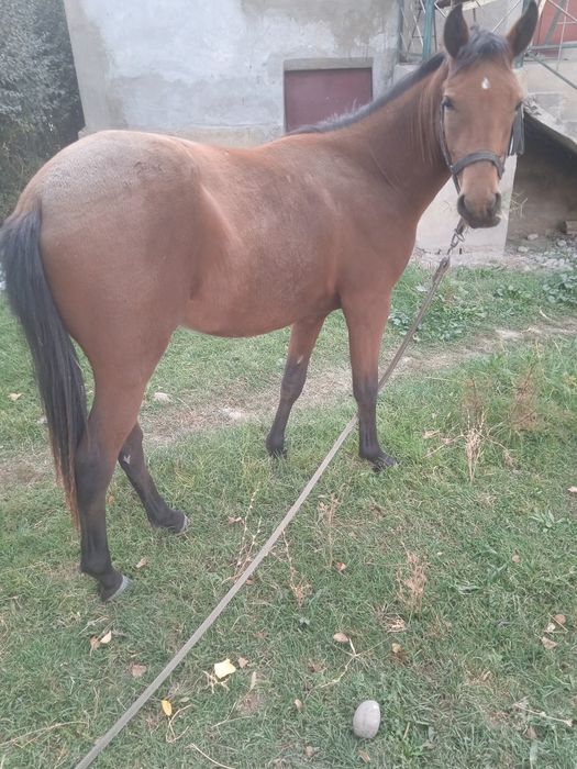 Бия той 1.5 яшар озимники