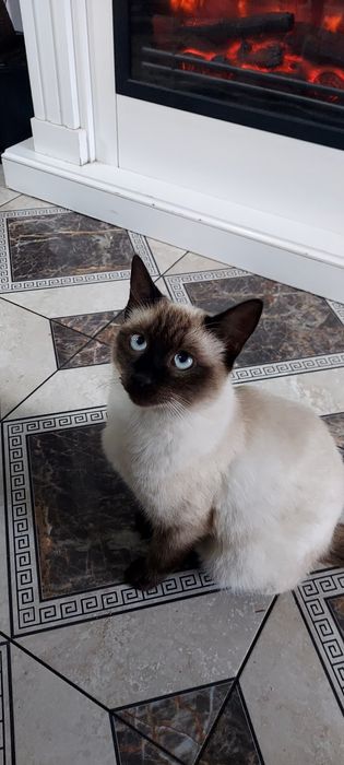 Pui din pisica siameza