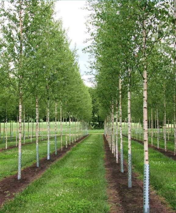 Vindem mesteacan tei frumos mirositor