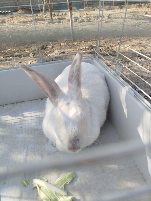 Продаётся кролик