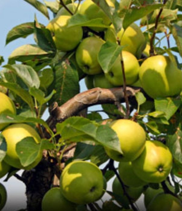 Pomi Fructiferi Pitici DWARF (MAR )