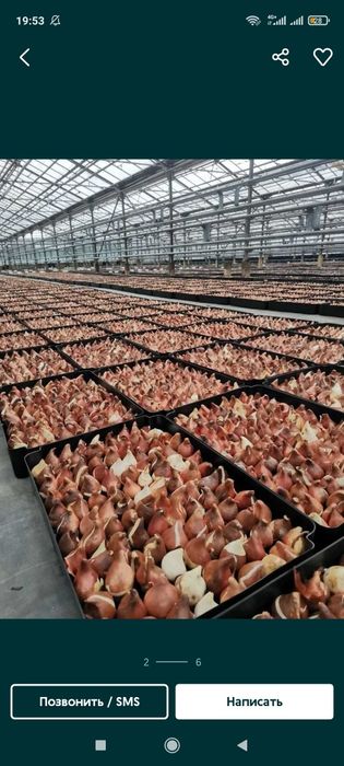 Луковицы тюльпаны акция 20тг