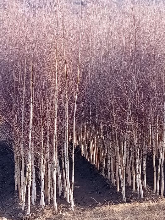 Vând mesteacăn alb ornamental