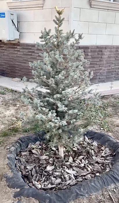 Ель Ёлка голубая ель