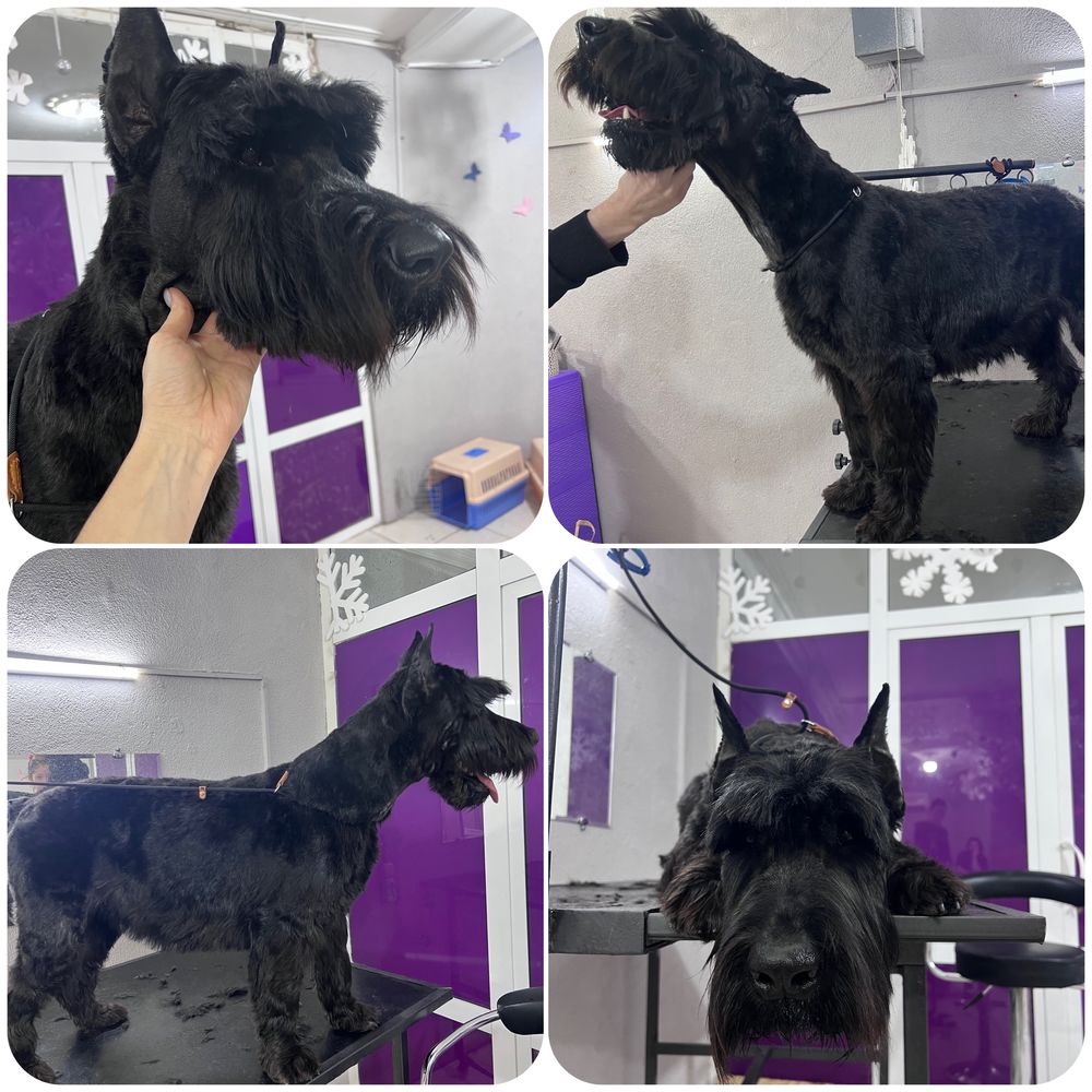 “Barber DoG” Салон красоты для животных