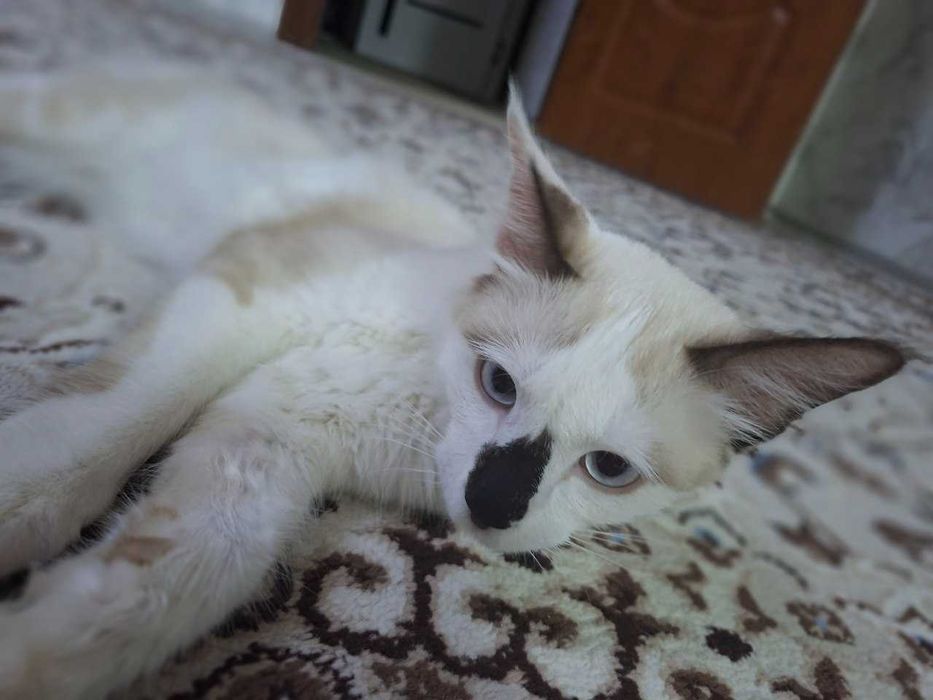 ragdoll o'g'il 8 oylik