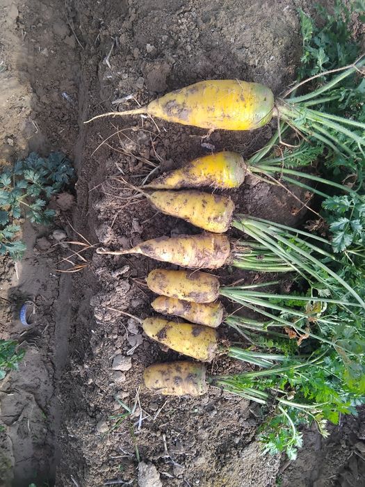 Sabzi sotiladi kelishilgan narxda