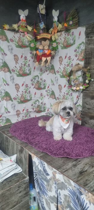 Frizerie canina Brasov Toby&Luna