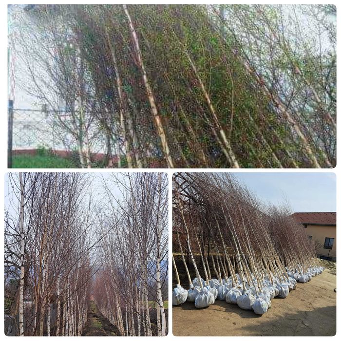 Vând mesteacăn 3-5m