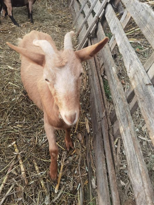 Vând capre și țap alpine