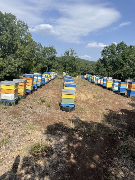 Продавам пчелен мед.