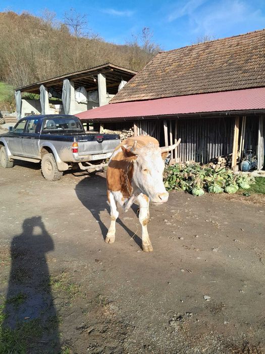 Vând vacă cu vițel