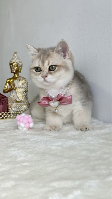 Fetita British Shorthair Chinchilla Blue Golden - Pedigree